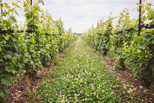 カナダのナイアガラの滝に近いエリアでナチュラルワインを生み出す希少なワイナリー トレイル・エステート