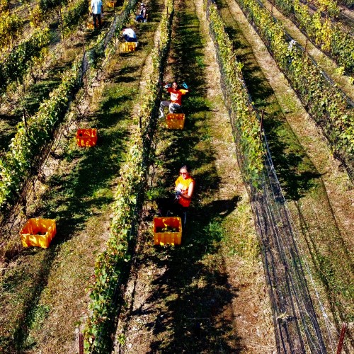 カナダのナイアガラの滝に近いエリアでナチュラルワインを生み出す希少なワイナリー トレイル・エステート