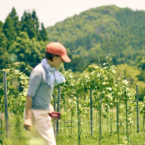 ファットリア アル フィオーレ 宮城県のワイナリー